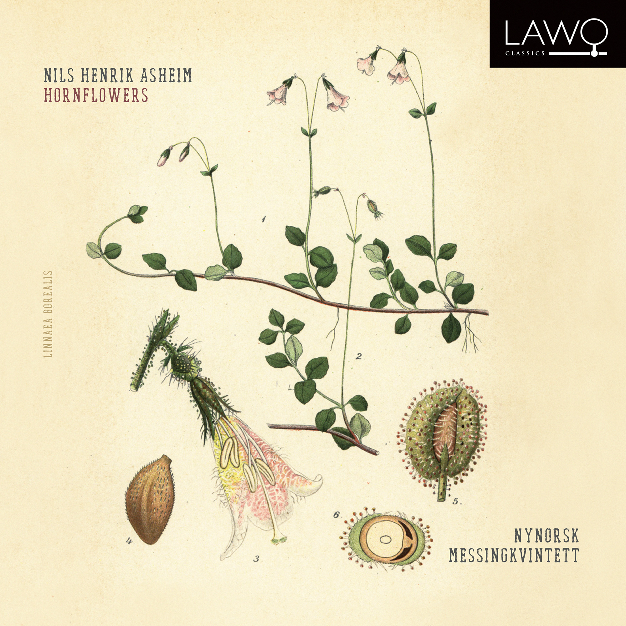 Cover: Hornflowers